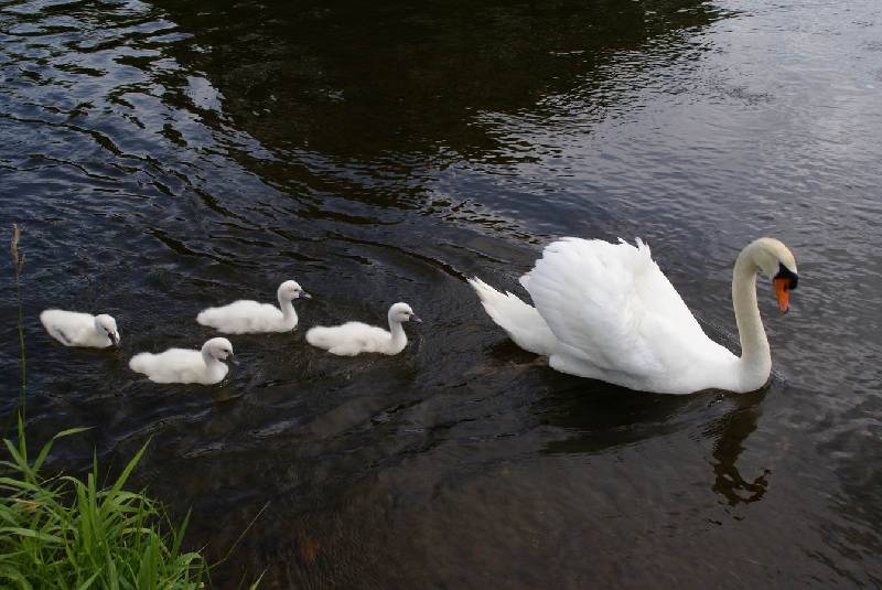 Schwaene auf der Sauer Bild Nr.038